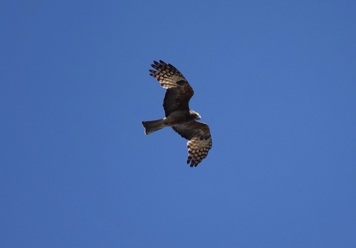 Square-tailed Kite - ML644567916