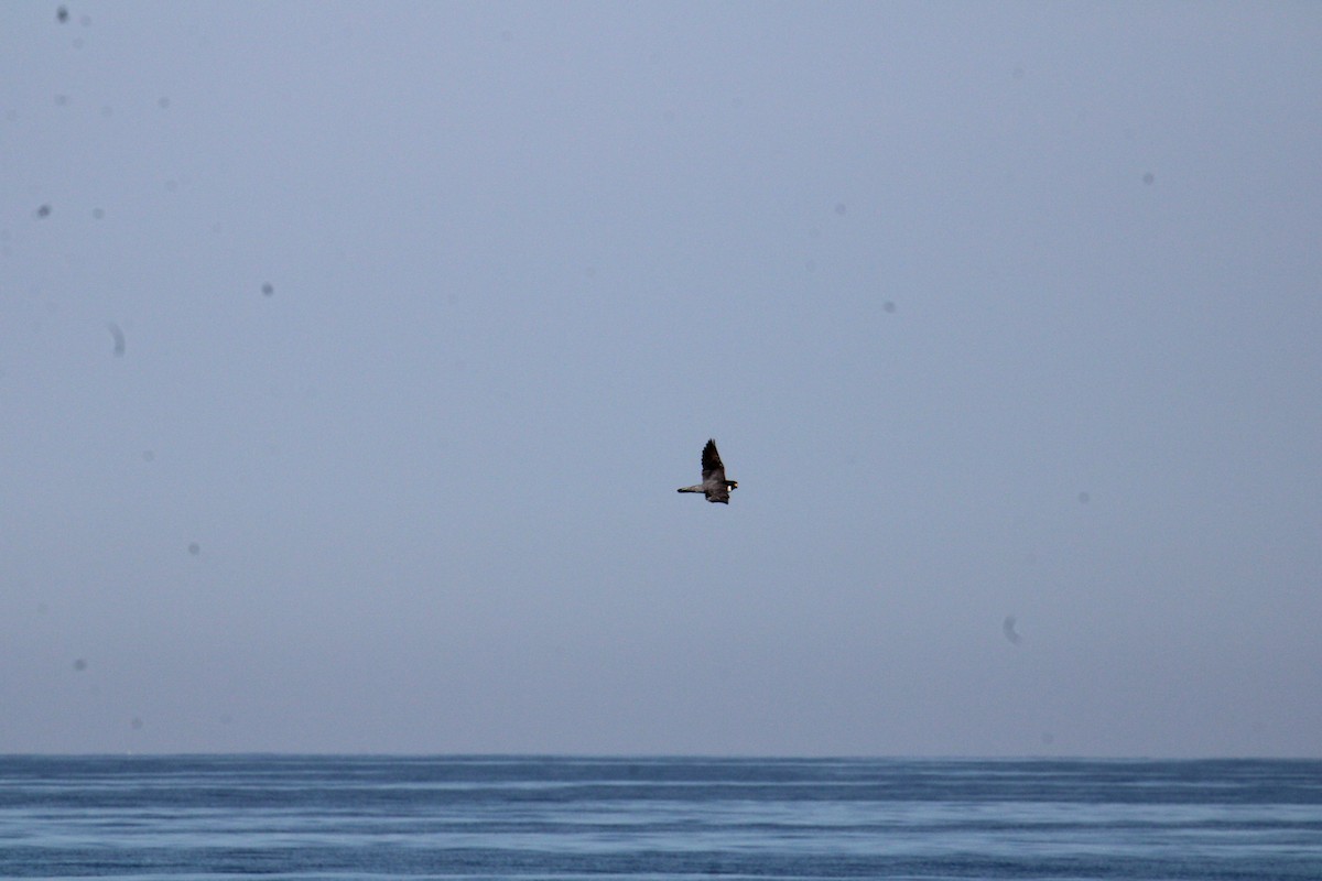 Peregrine Falcon - ML644567920