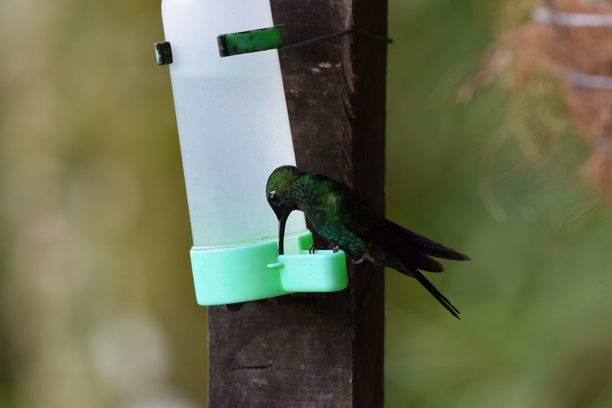 Колібрі-діамант колумбійський - ML644567928