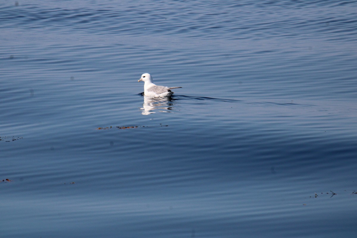 Буревісник кочівний - ML644567930