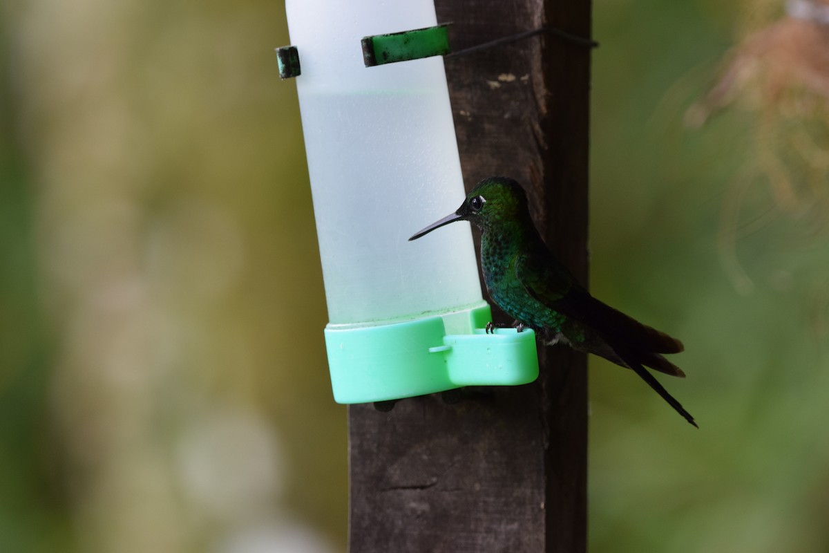 Колібрі-діамант колумбійський - ML644567931