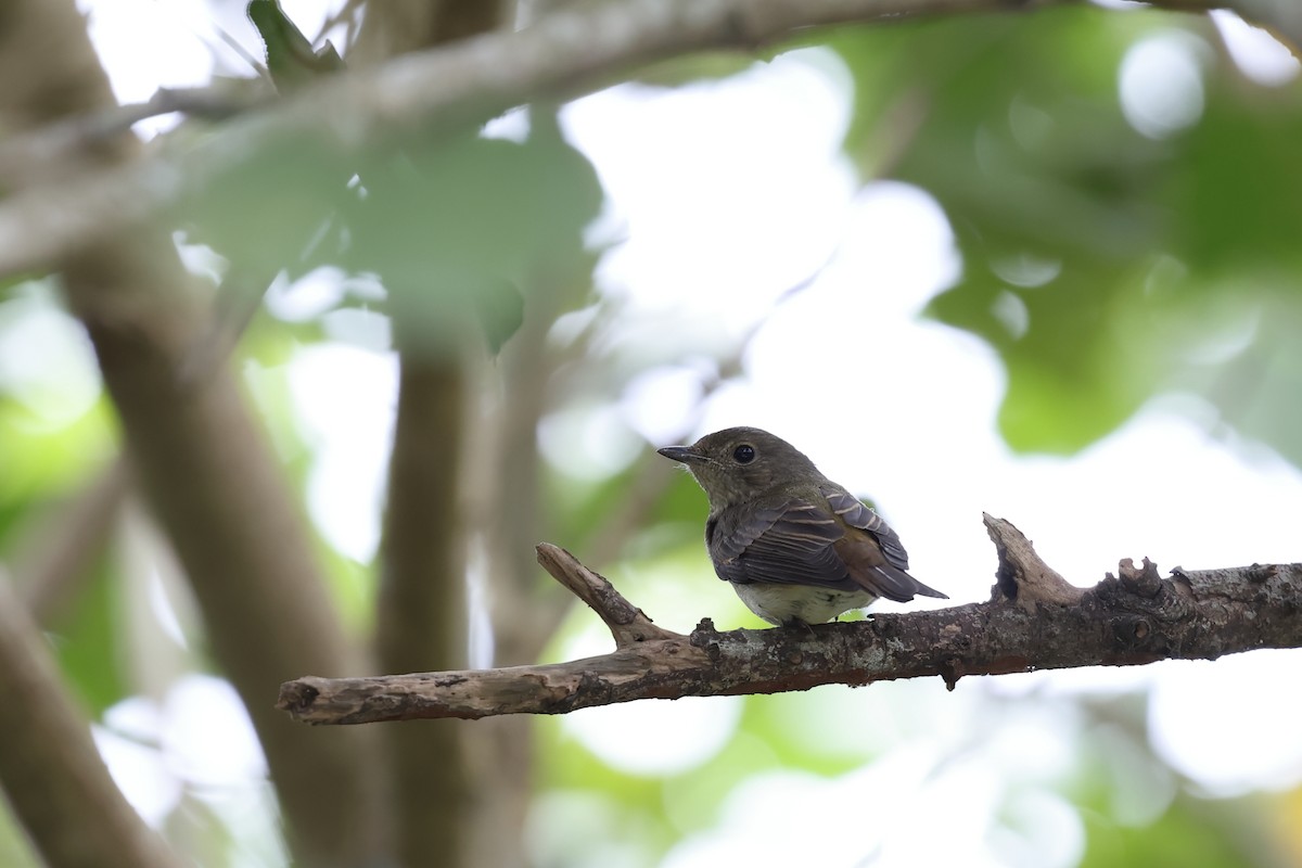 黃眉黃鶲 - ML644567932