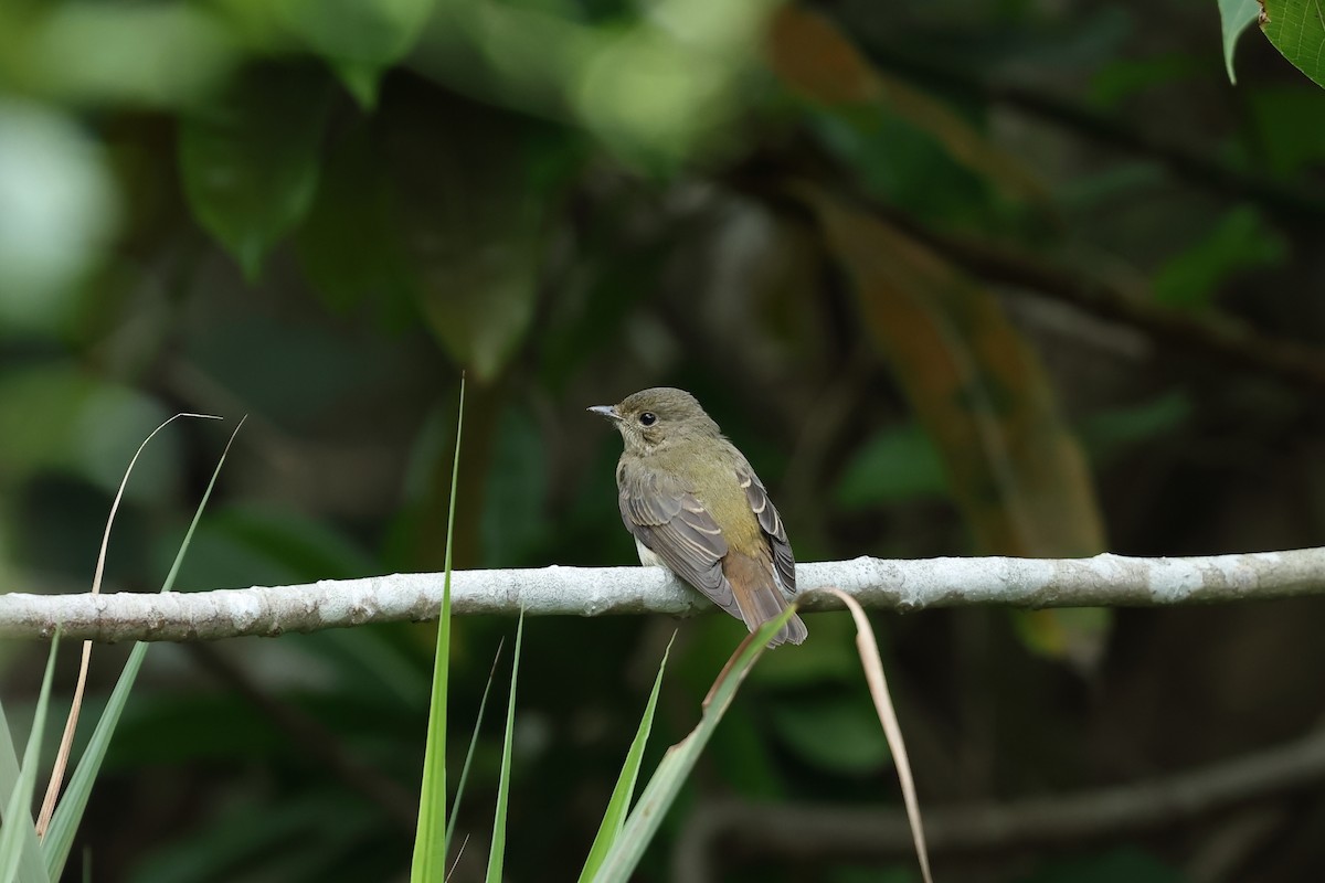 黃眉黃鶲 - ML644567933