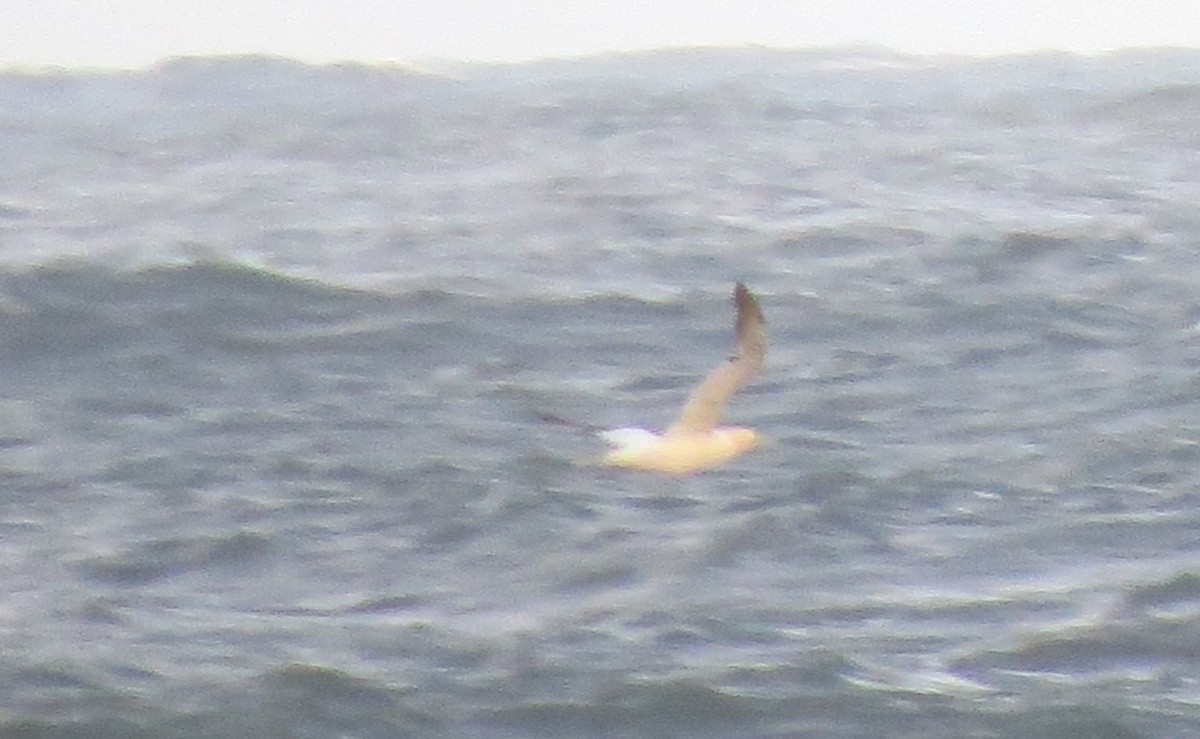 Сула атлантична - ML644567935