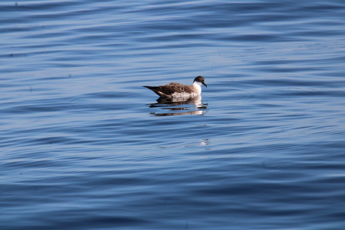 Great Shearwater - ML644567937