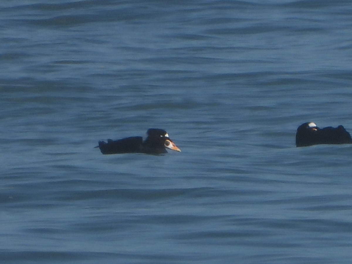 Ahatebeltz kopetazuria - ML644567938