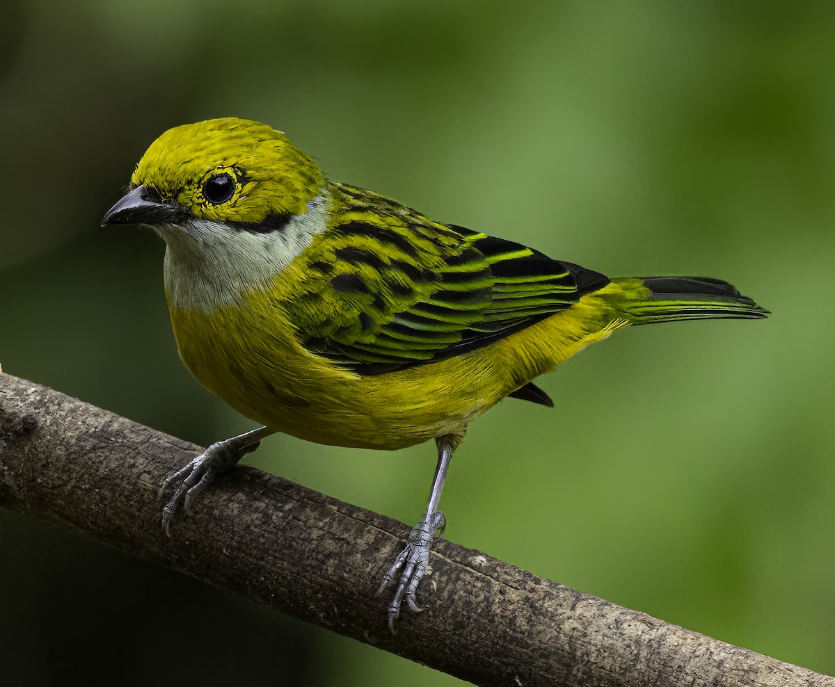 Silver-throated Tanager - ML644567939