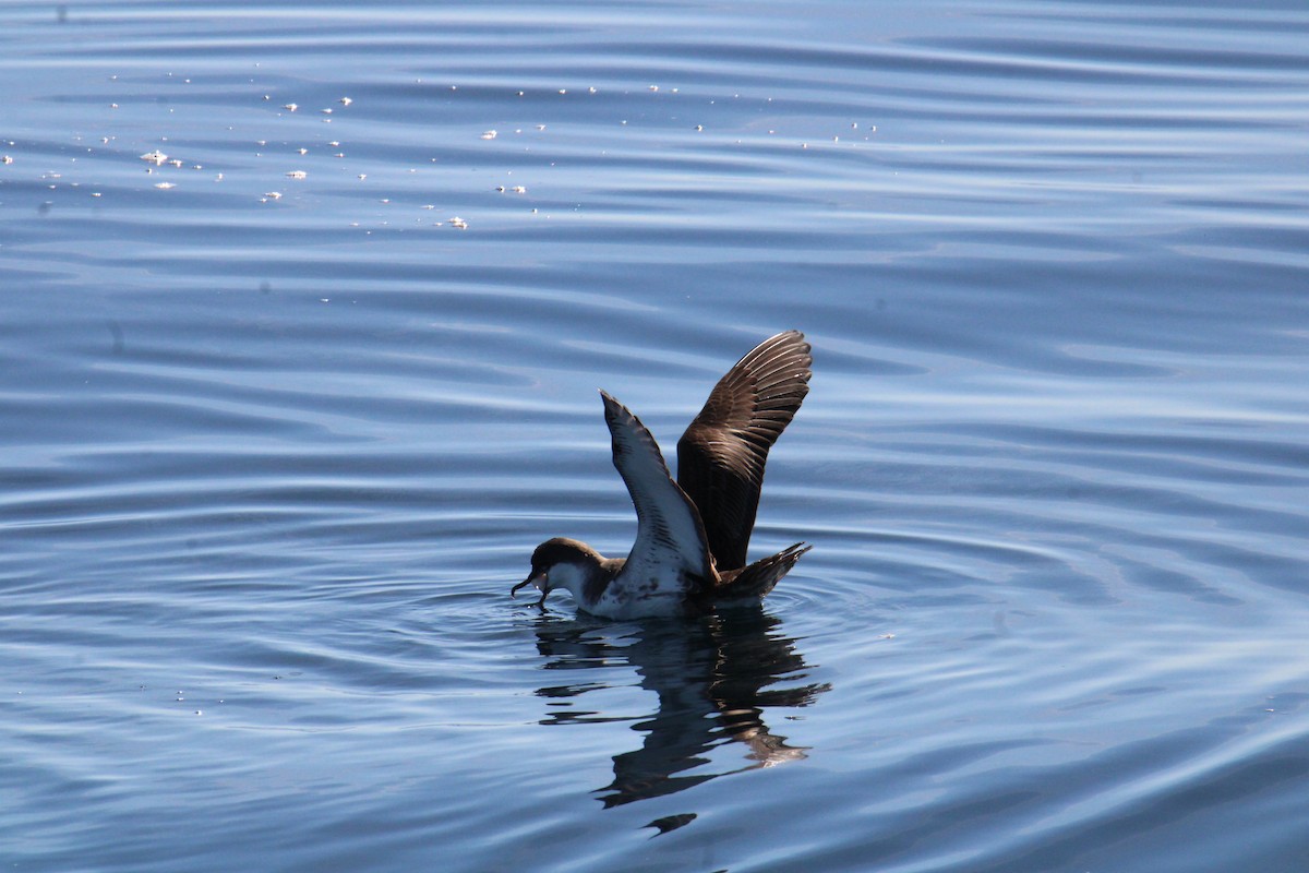Great Shearwater - ML644567940
