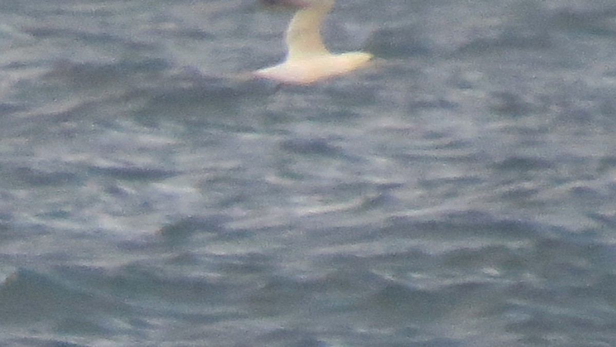 Сула атлантична - ML644567943