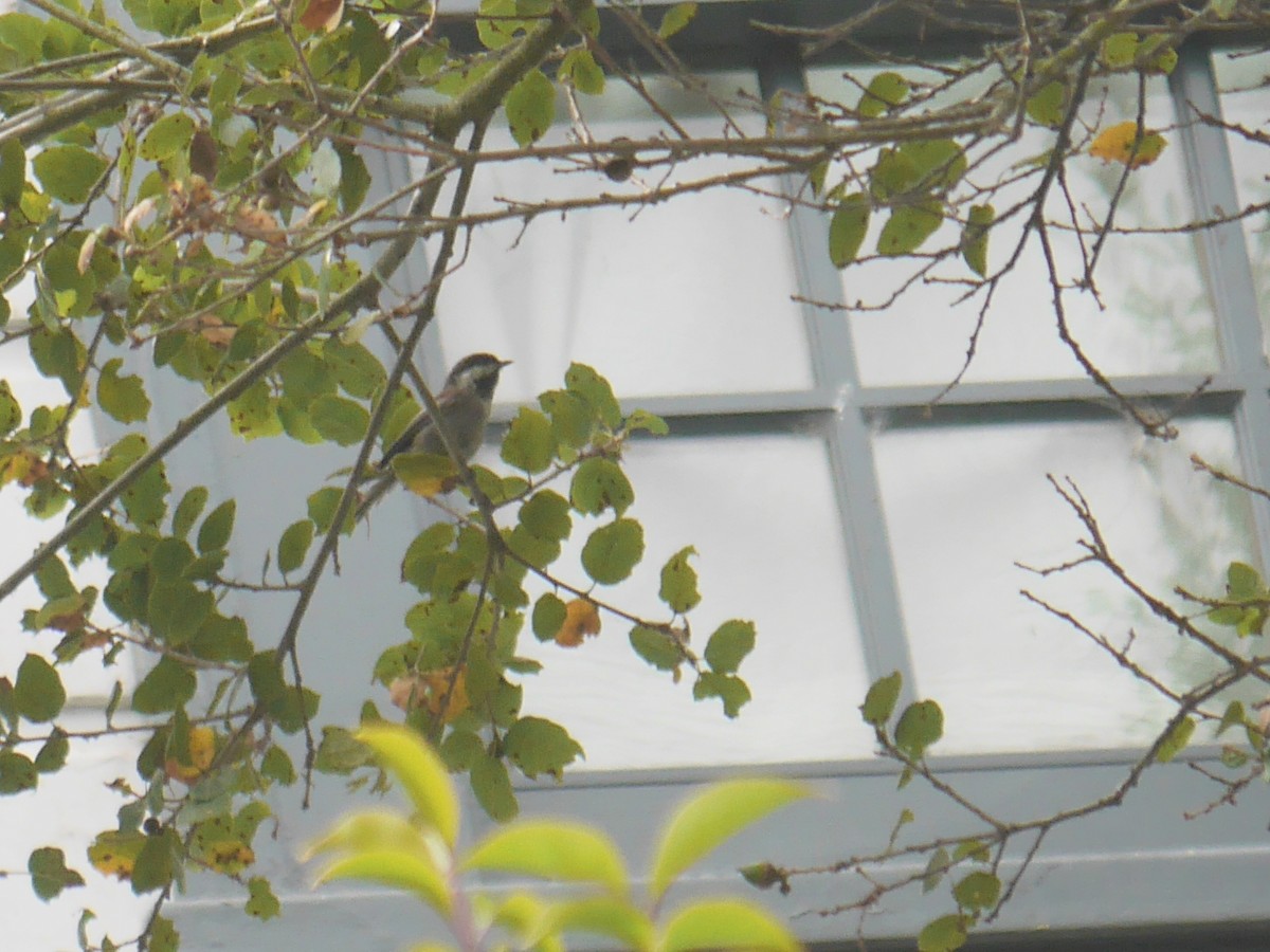 クロイロコガラ - ML644567944