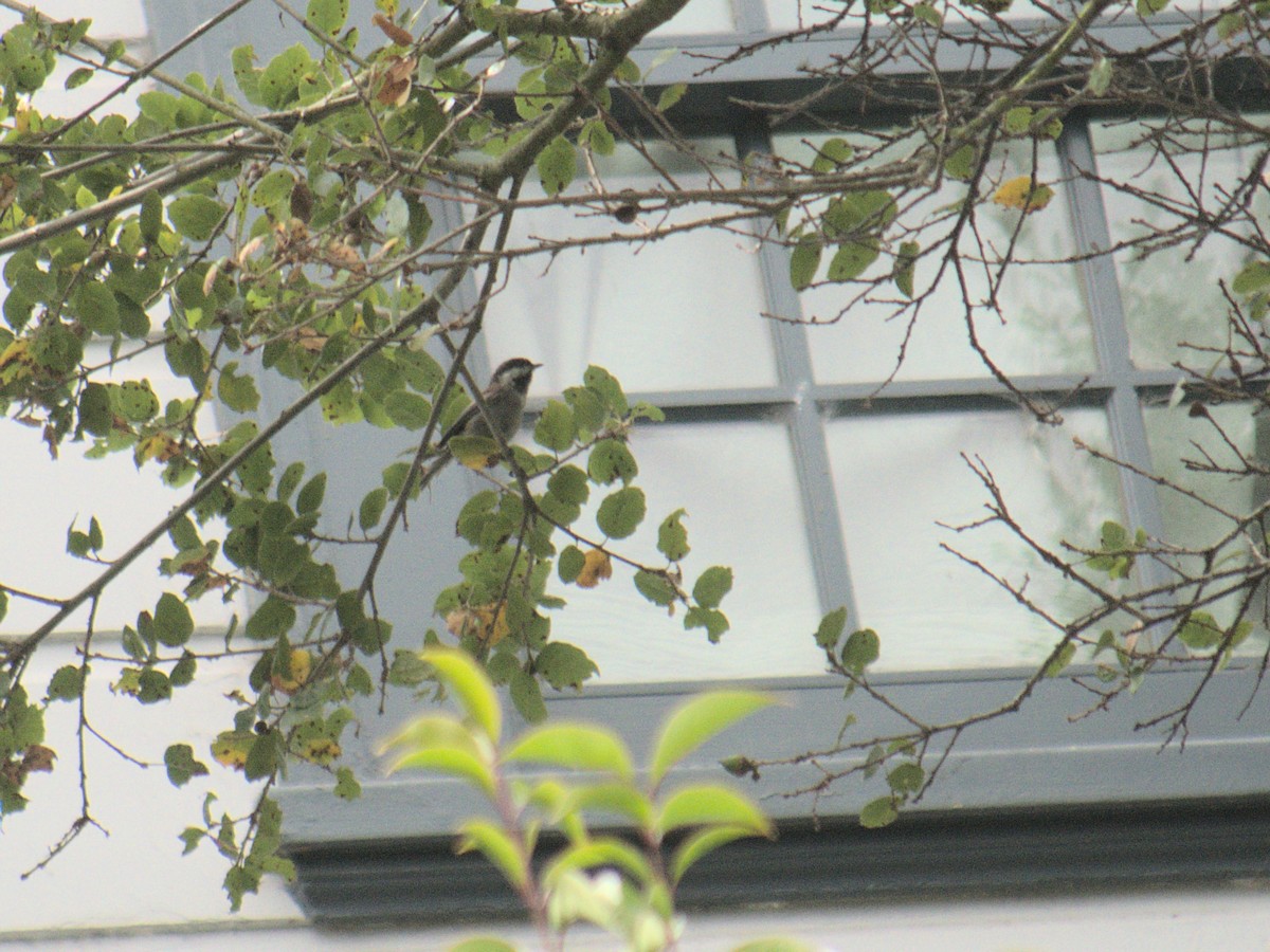 クロイロコガラ - ML644567945