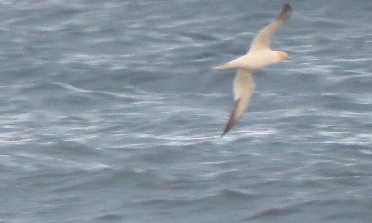 Сула атлантична - ML644567948