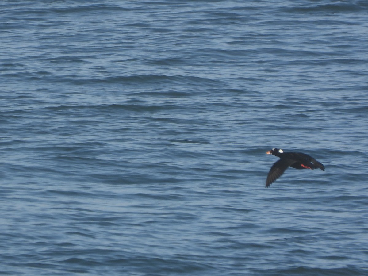 Ahatebeltz kopetazuria - ML644567950