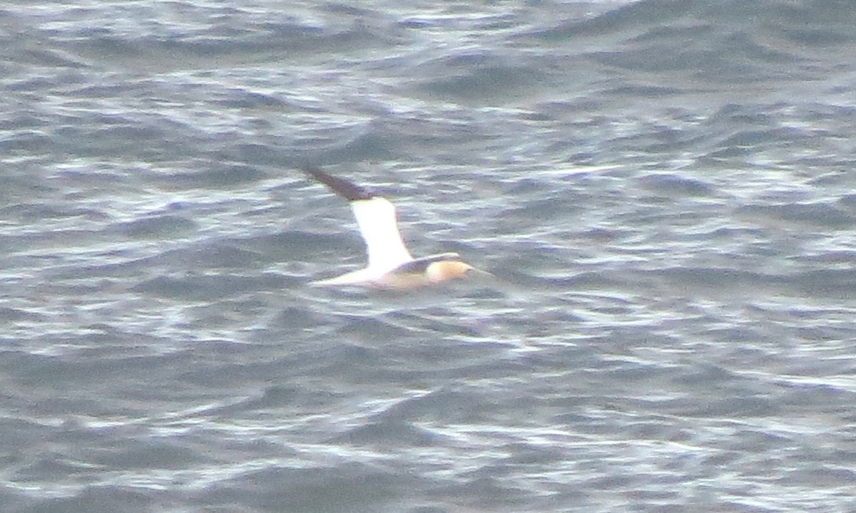 Сула атлантична - ML644567951