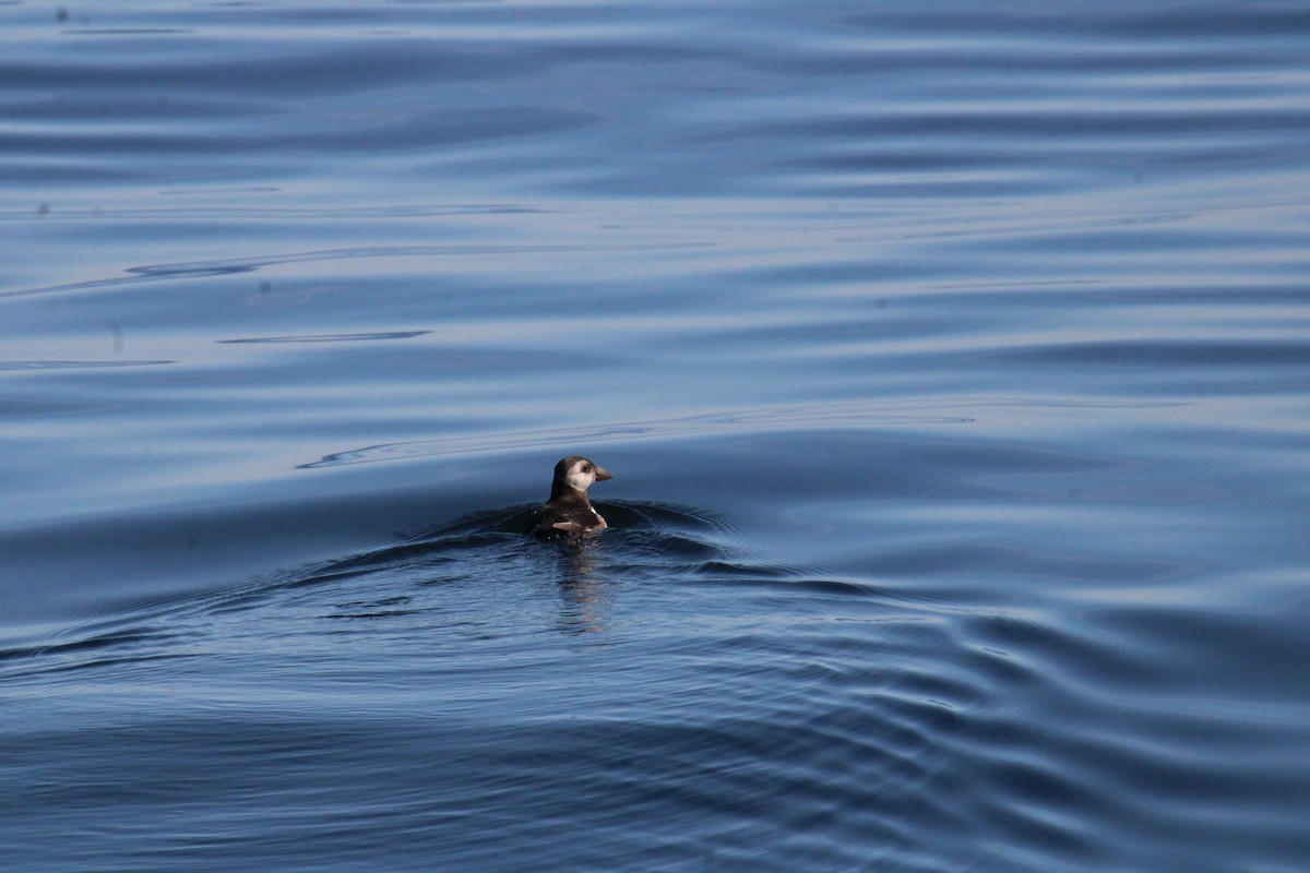 Atlantic Puffin - ML644567952