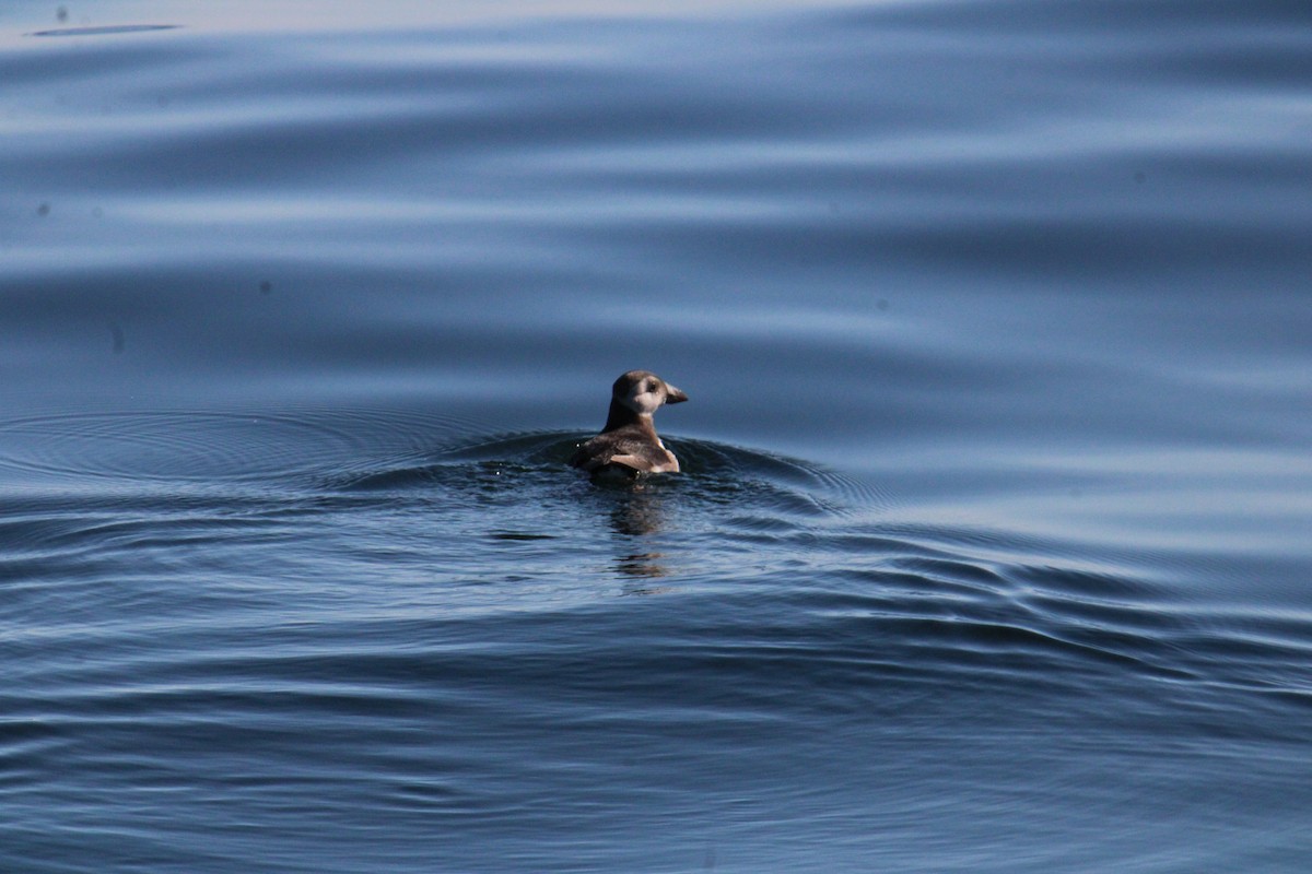 Atlantic Puffin - ML644567953