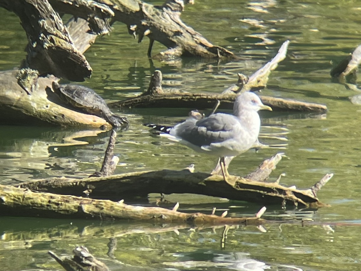 Short-billed Gull - ML644567958