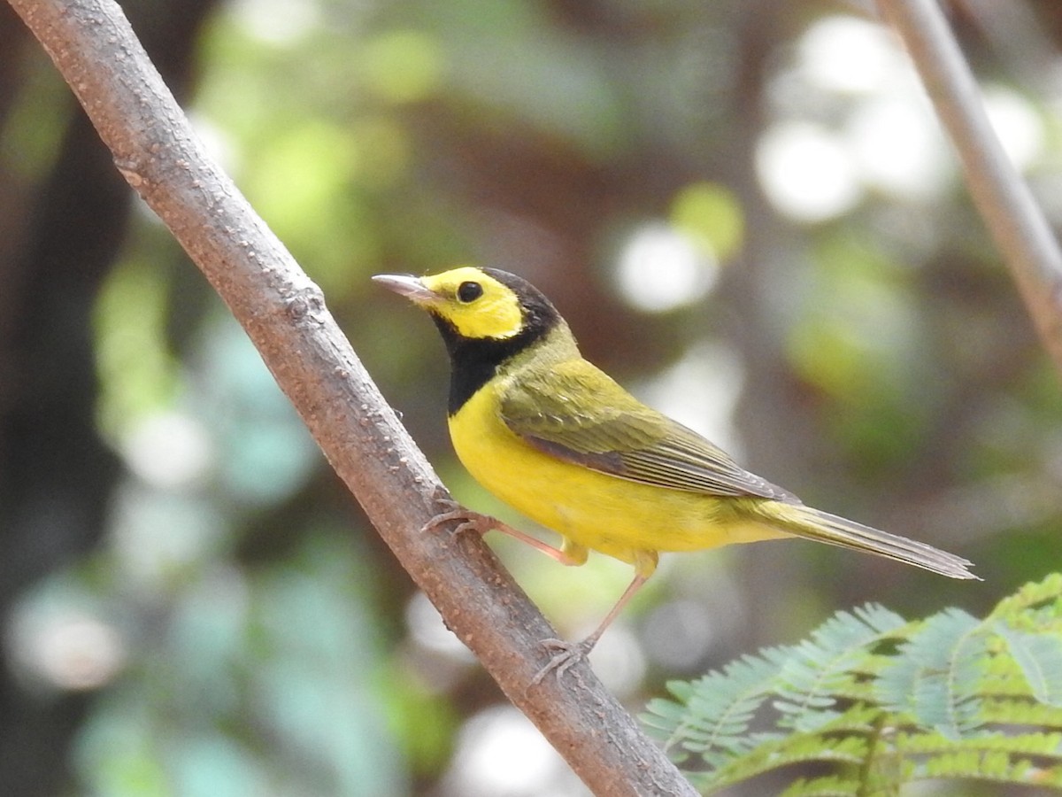 סבכון שחור-ראש - ML644567959
