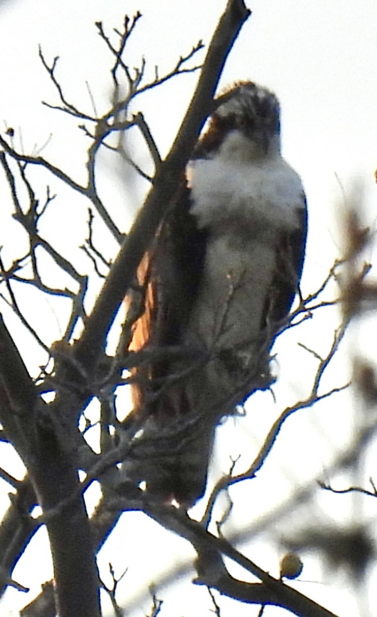 Загасч явлаг - ML644567968