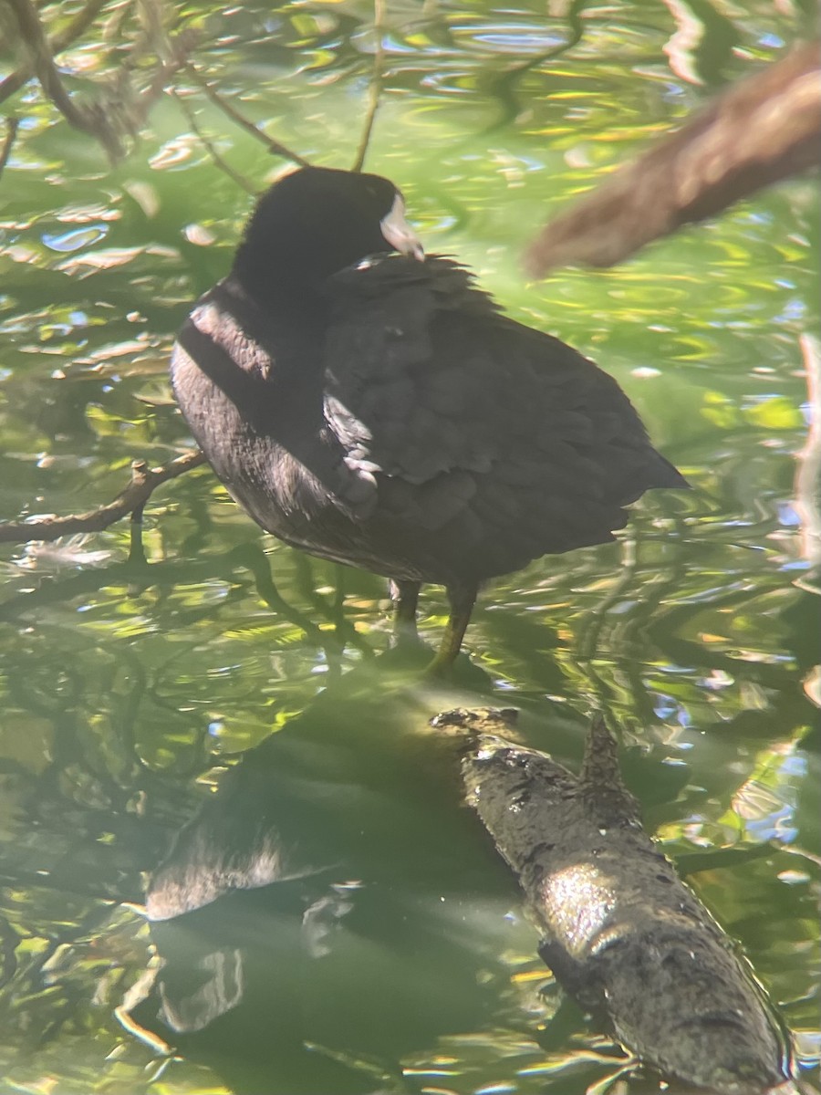 American Coot - ML644567970