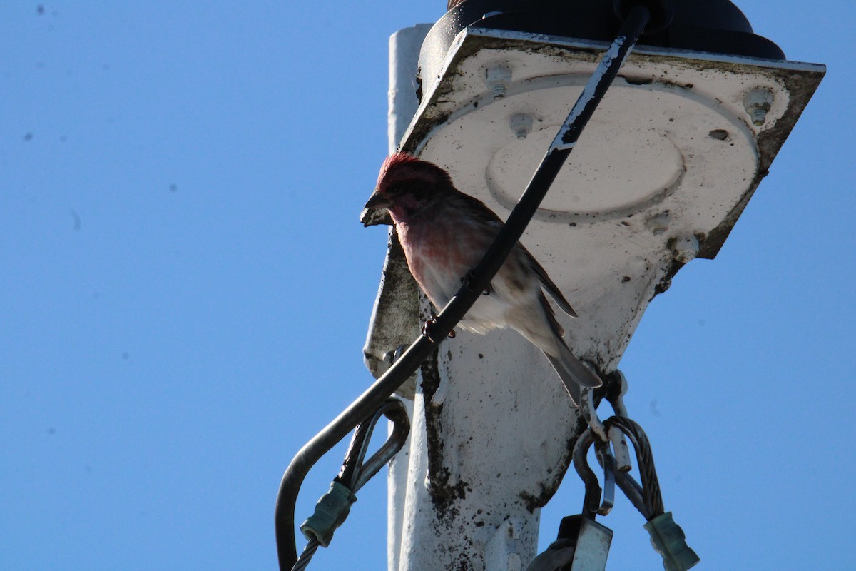 Purple Finch - ML644567978