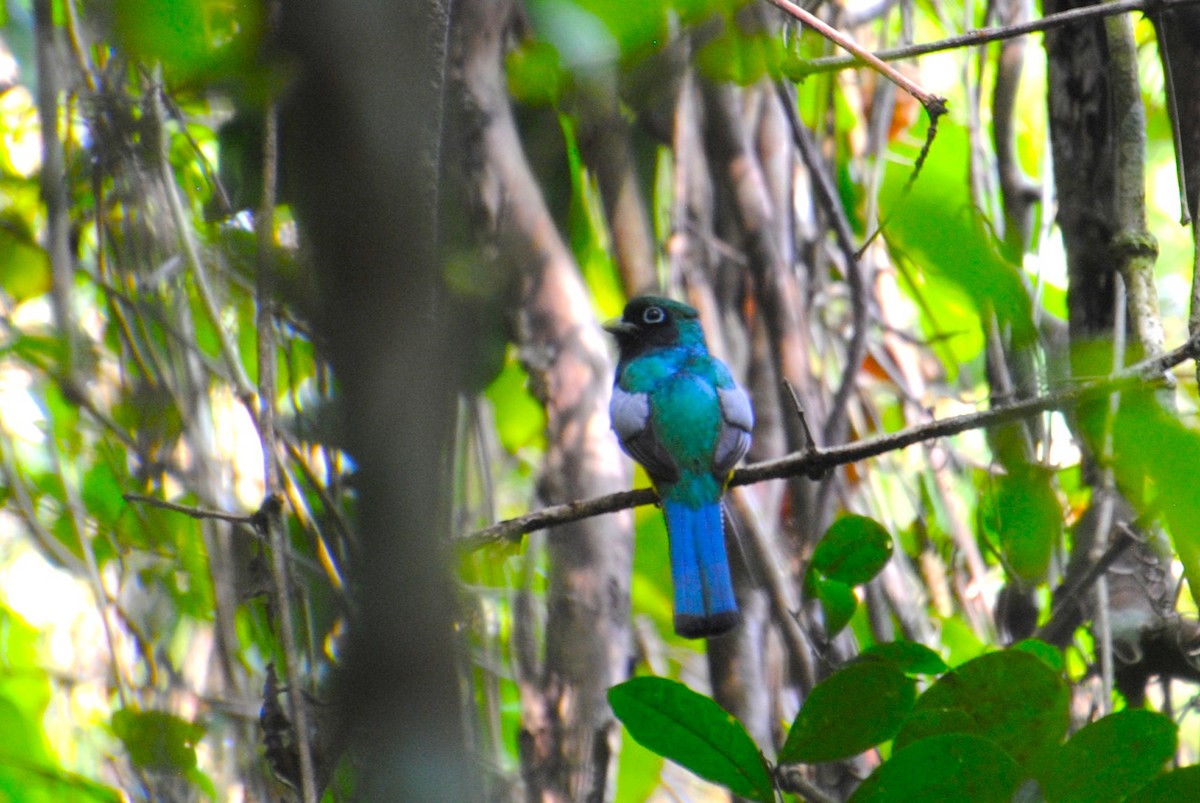 Graceful Black-throated Trogon - ML644567979