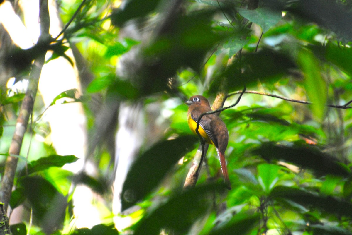 Graceful Black-throated Trogon - ML644567980
