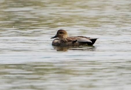 Ipar-ahatea - ML644567987