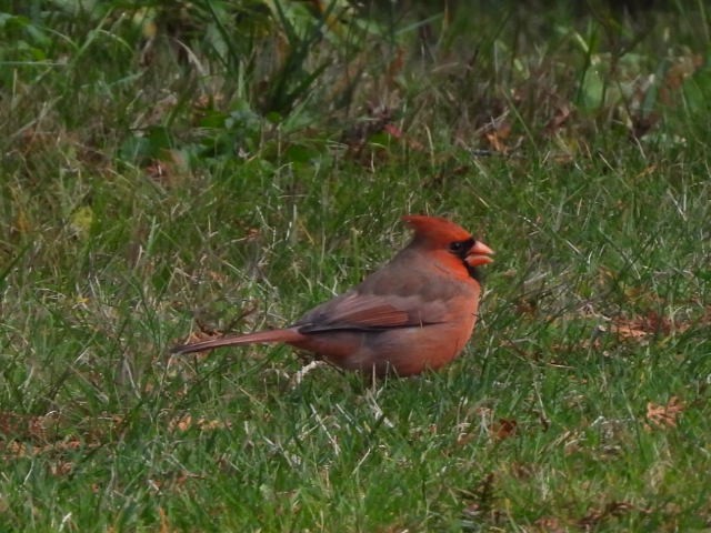 Kardinal arrunta - ML644567991