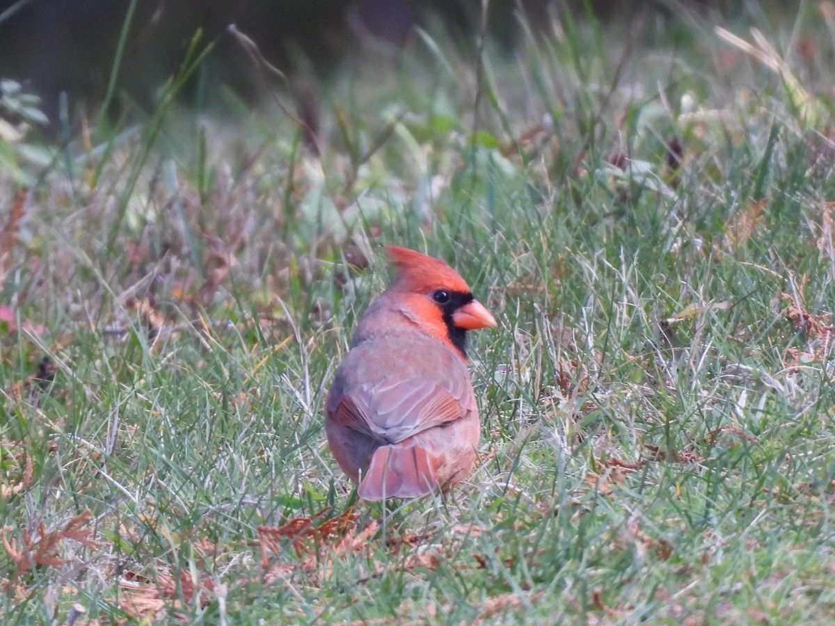 Kardinal arrunta - ML644567992