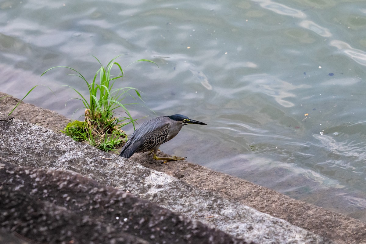 småhegre - ML644567996