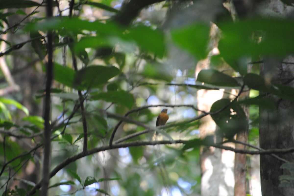 Ruddy-tailed Flycatcher - ML644567999