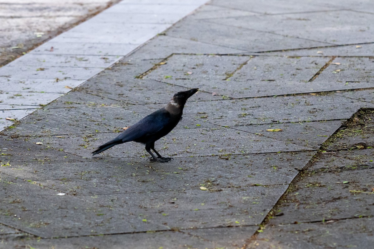 huskråke - ML644568003