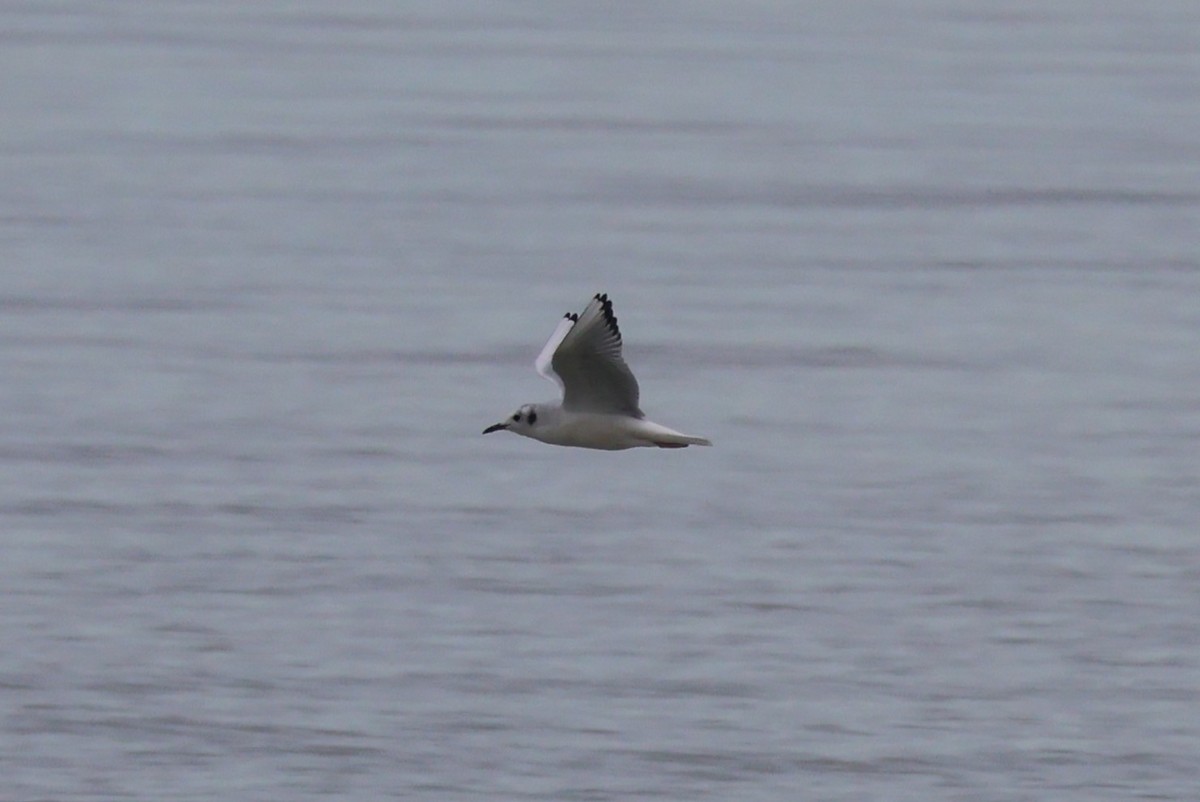 Bonaparte's Gull - ML644568004