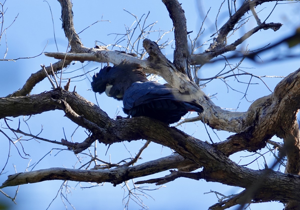 Cacatoès banksien - ML644568008