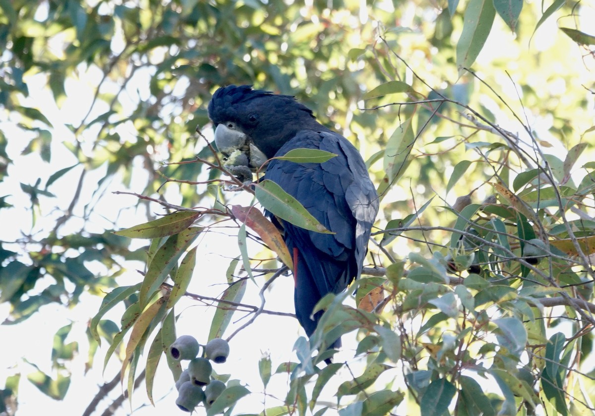 Cacatoès banksien - ML644568009