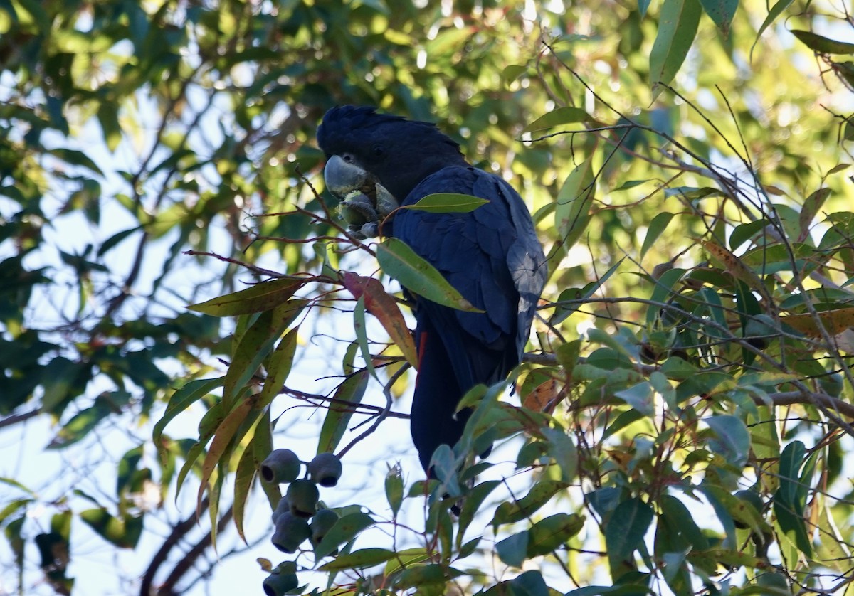 Cacatoès banksien - ML644568010