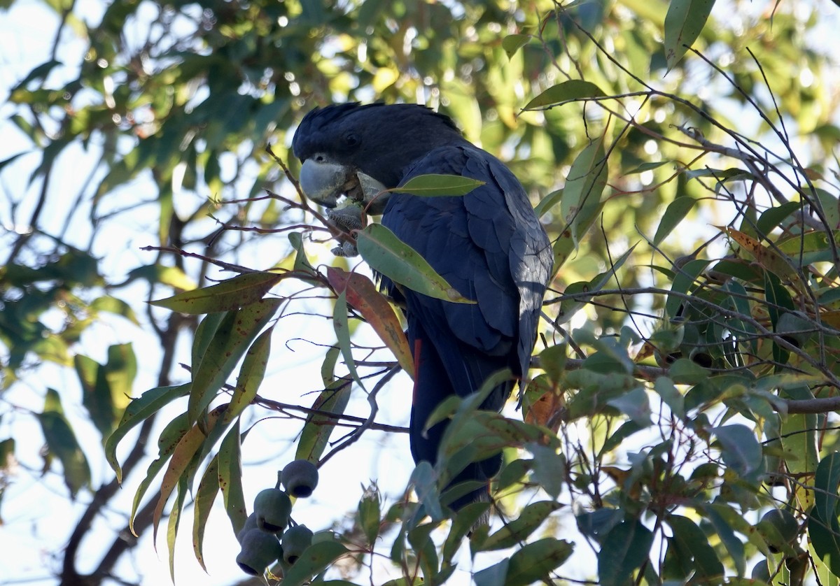 Cacatoès banksien - ML644568011