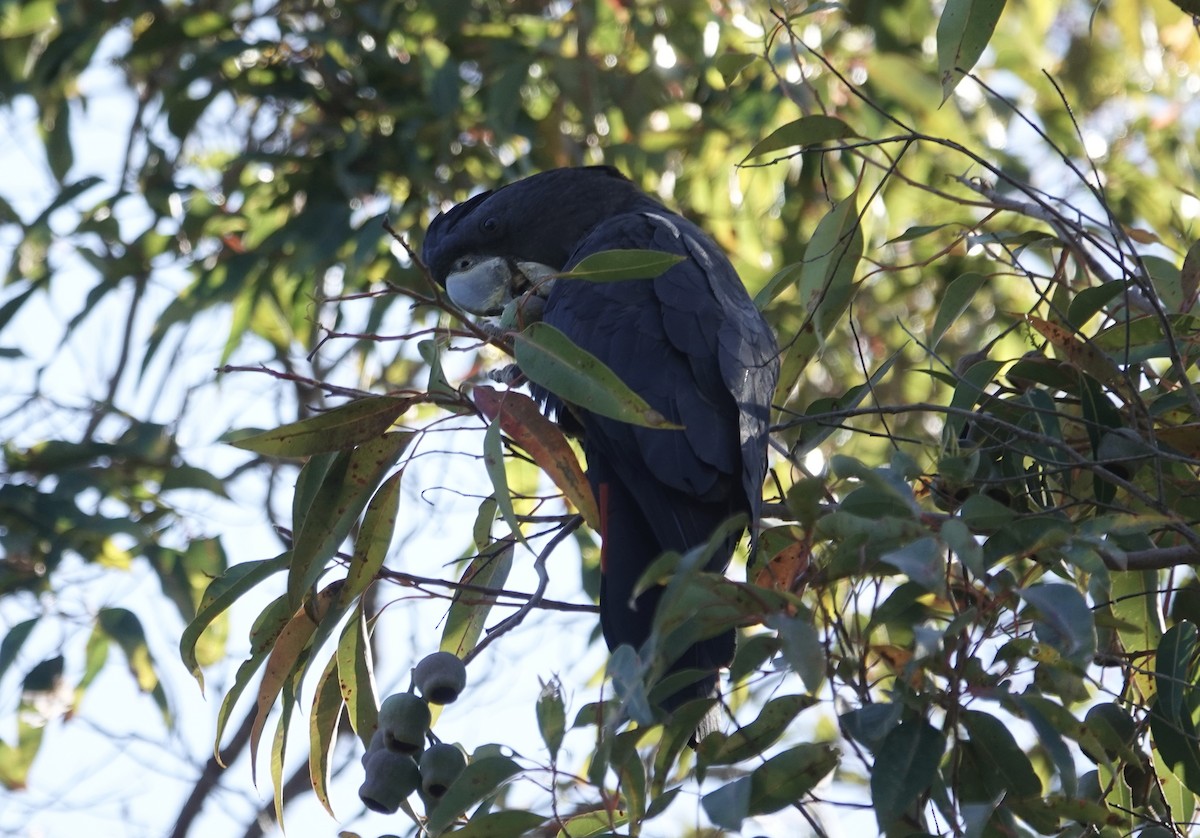 Cacatoès banksien - ML644568012