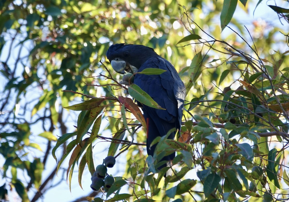 Cacatoès banksien - ML644568013