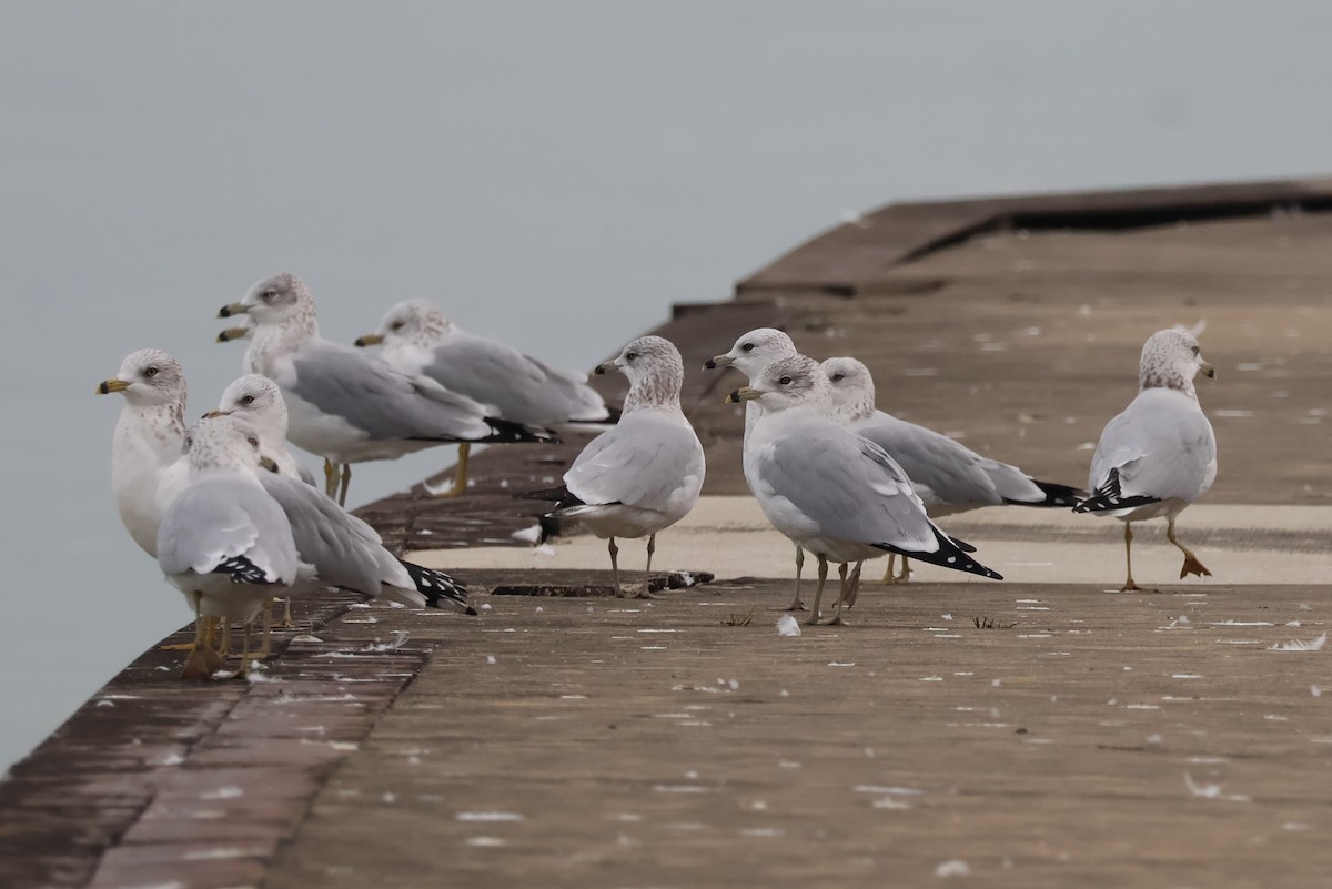 Ring-billed Gull - ML644568015