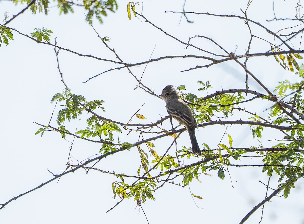 ミナミヤブハエトリ - ML644568016