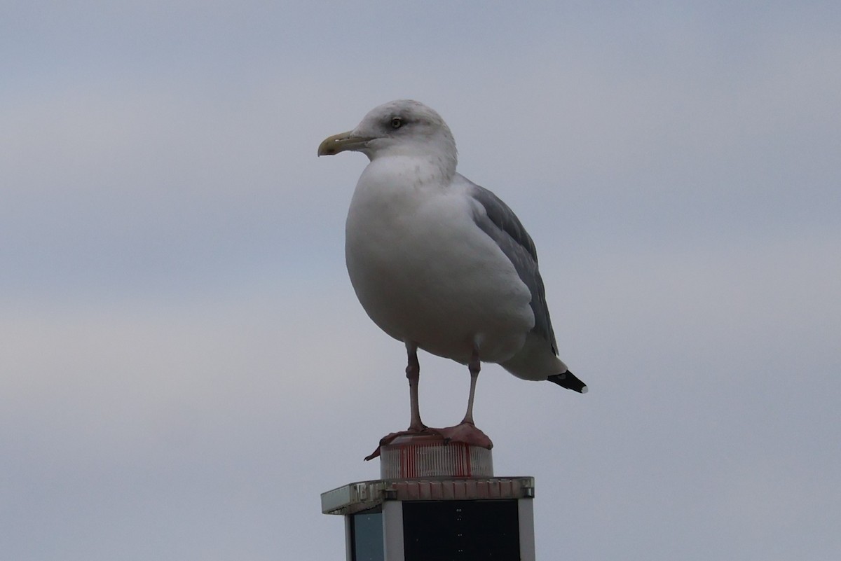 American Herring Gull - ML644568017