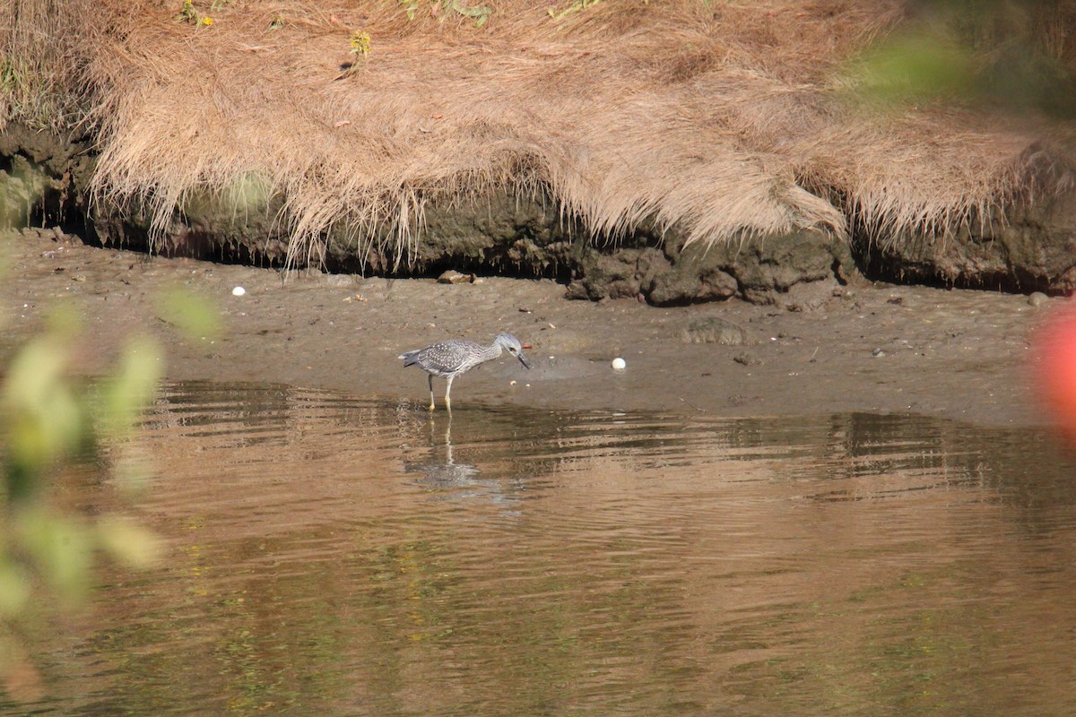 gulkronehegre - ML644568018