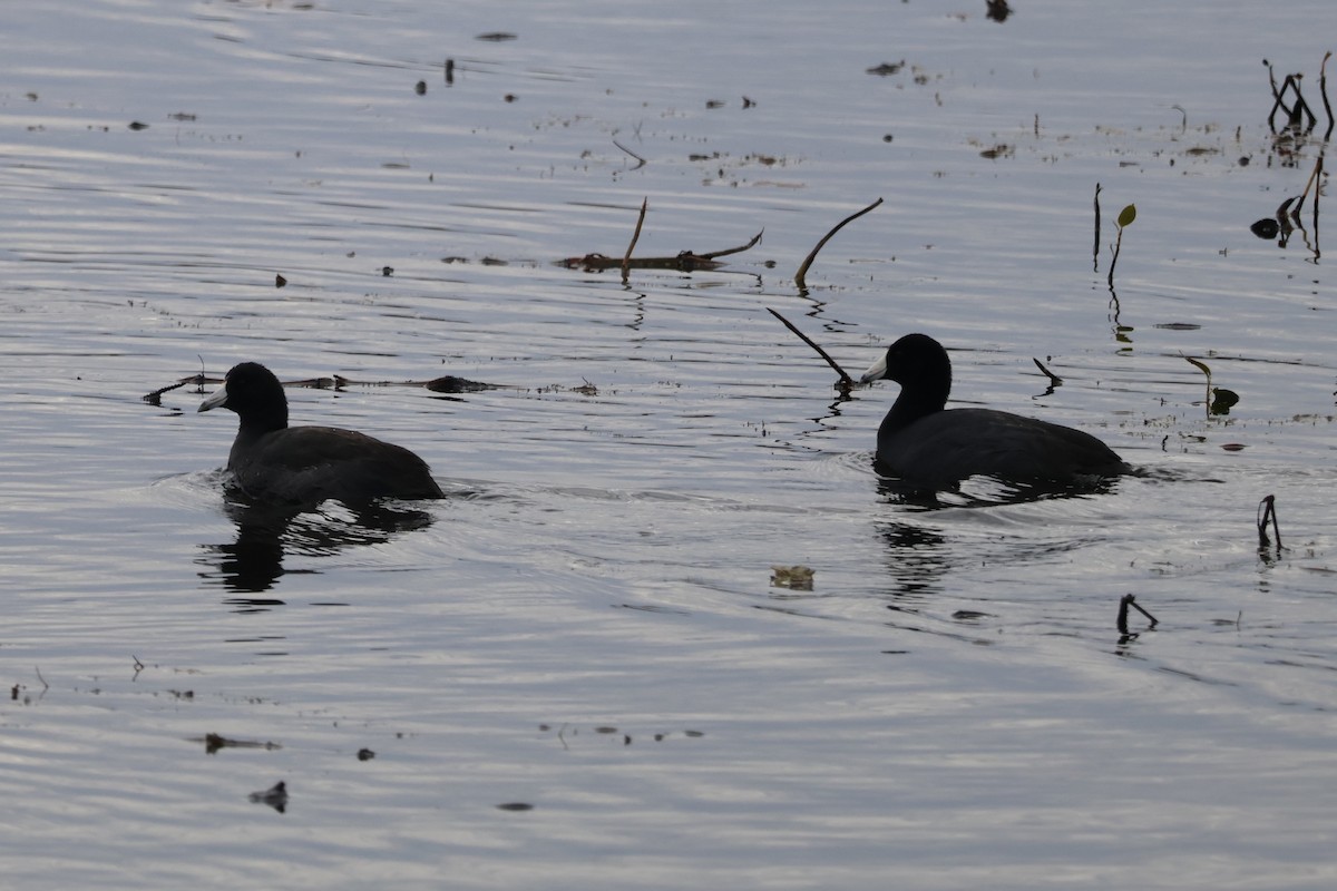 American Coot - ML644568019
