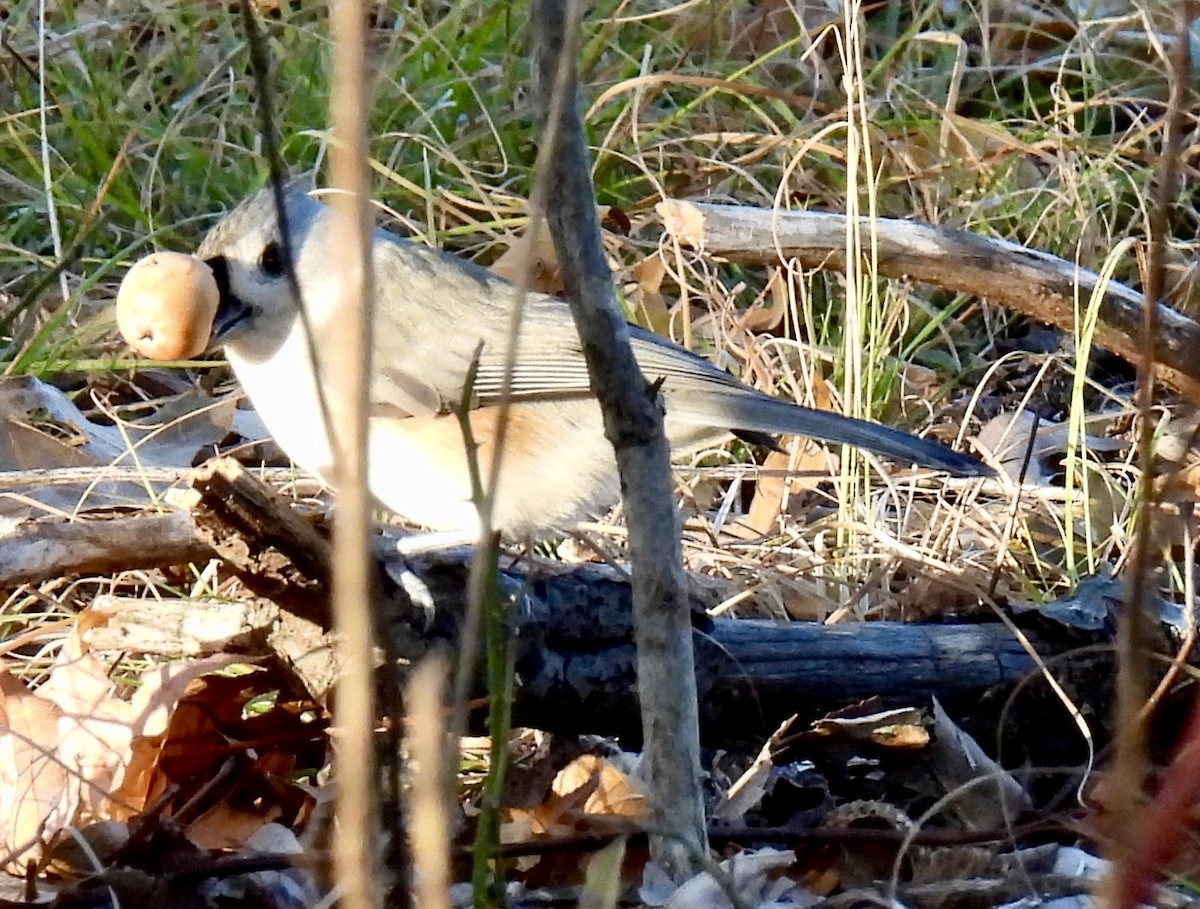 gråduskmeis - ML644568023