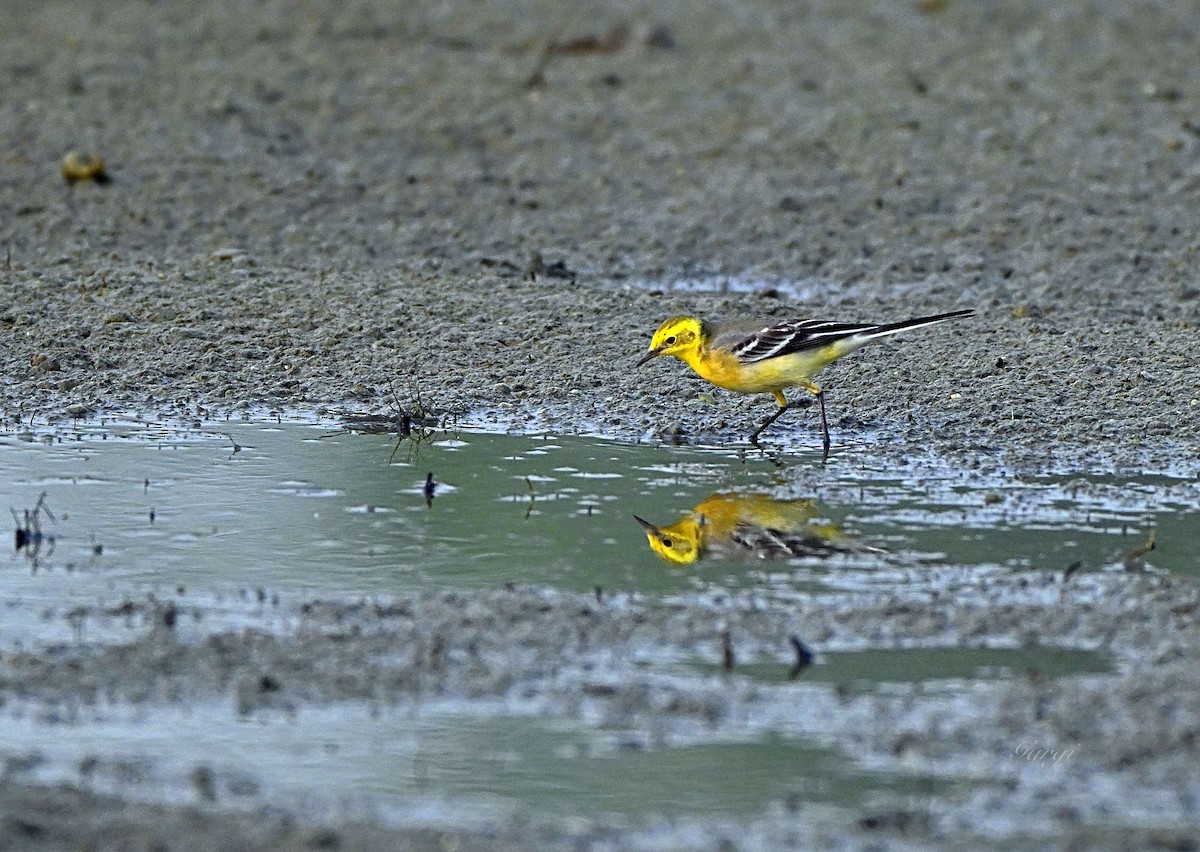 Citrine Wagtail - ML644568024
