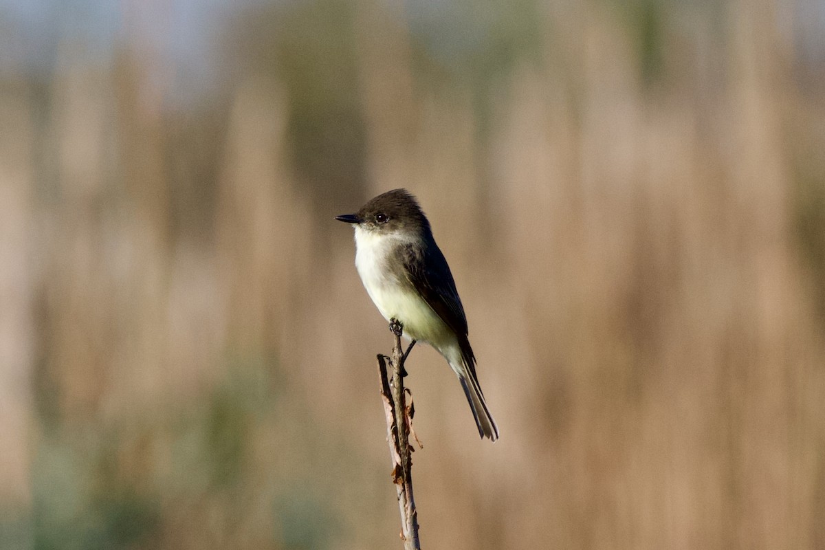 Eastern Phoebe - ML644568025