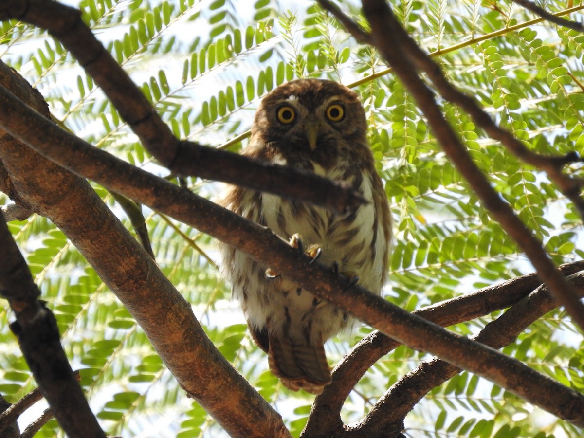 Ferruginous Pygmy-Owl - ML644568028