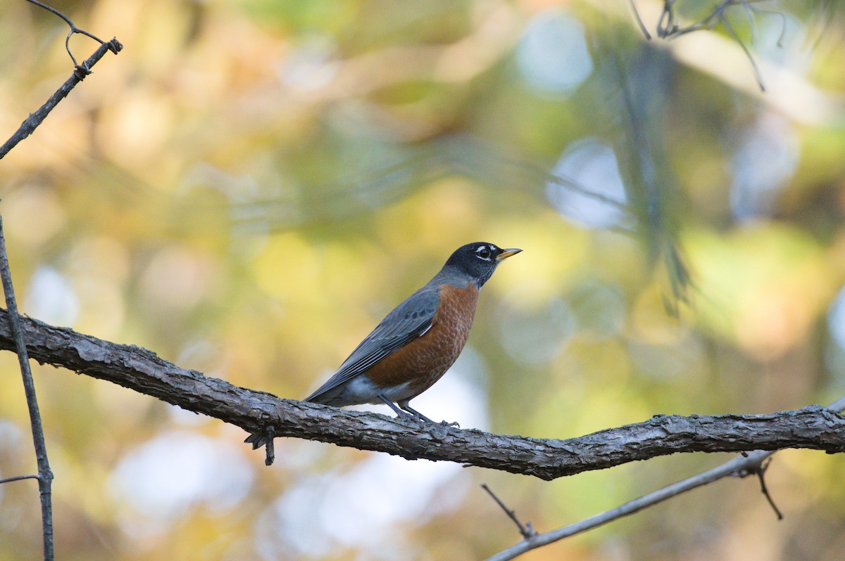 Wanderdrossel - ML644568030